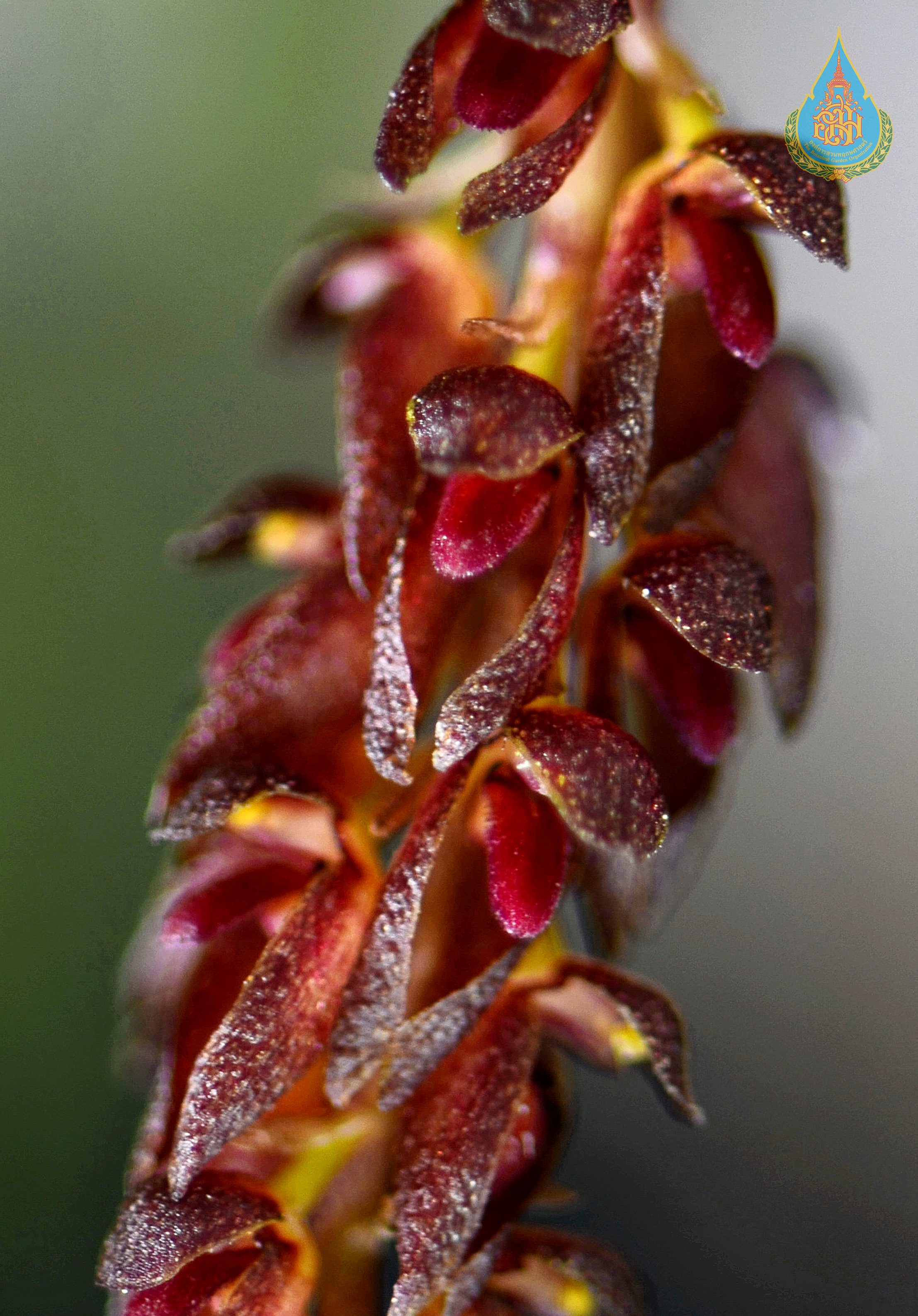 สิงโตกีบม้าเมืองจันท์ Bulbophyllum tridentatum Kraenzl.<br/>ORCHIDACEAE
